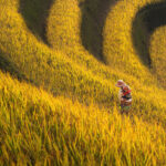 A photo of a mother carrying her daughter on her back, venturing through rice fields - photography competition submission