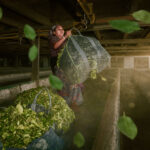 A photo of a woman withering tea leaves after harvesting in the Terai region - photography competition submission