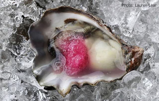 Lauren Lear - Kumamoto Oysters