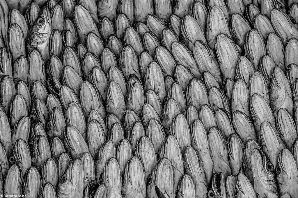 Perfect Fish One Vision Imaging Cream of the Crop food photography