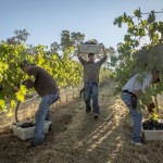Robert Holmes - Harvest at Somerston Wine Co Napa California