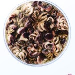 chelsea_bloxsome_octopus