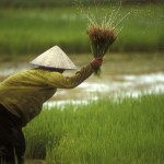 owen_franken_laos-rice-planting